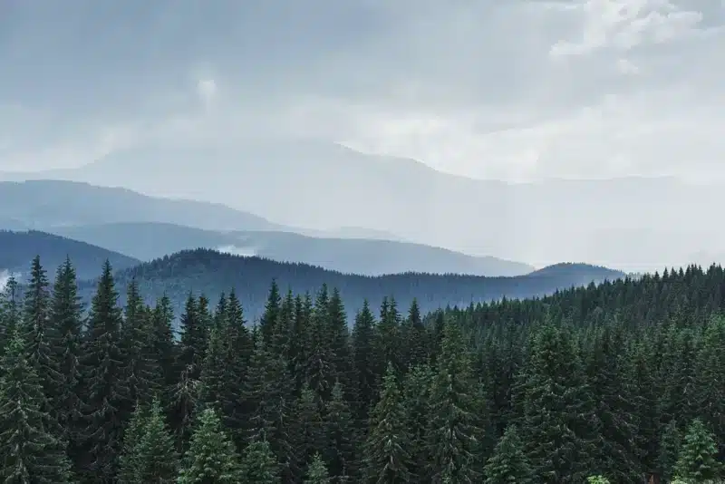 A imensidão das regiões da floresta boreal