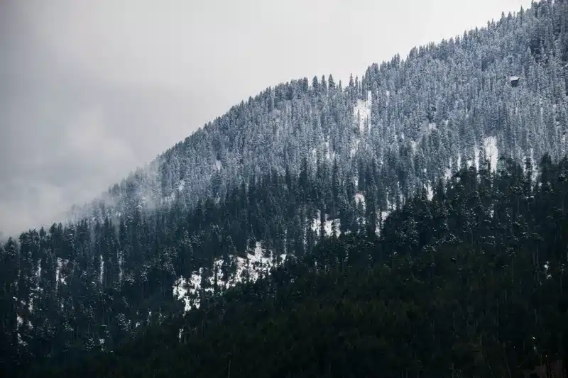 Clima da floresta boreal e suas características únicas