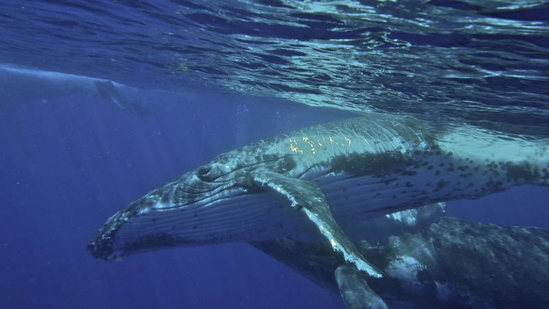 Conservação Marinha e as Espécies Ameaçadas no Pacífico