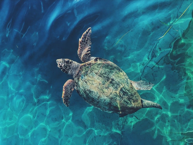 Curiosidades sobre Animais no Oceano Pacífico