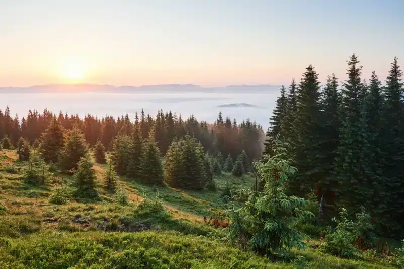 Fatos sobre a floresta boreal
