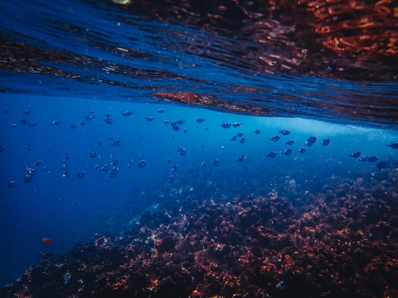 Impacto das Correntes Oceânicas na Fauna Marinha Pacífica