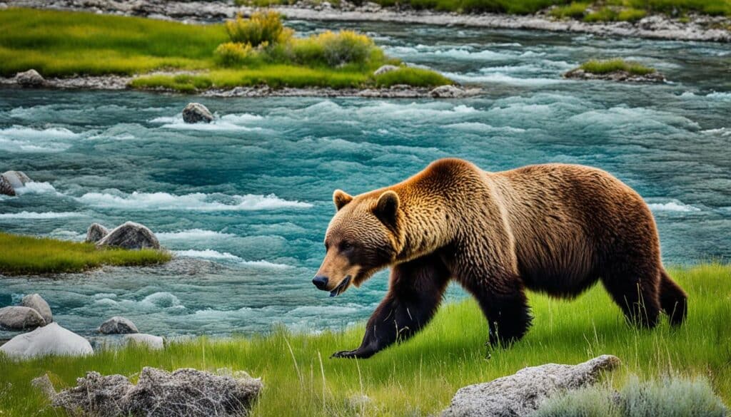 vida selvagem única em Yellowstone