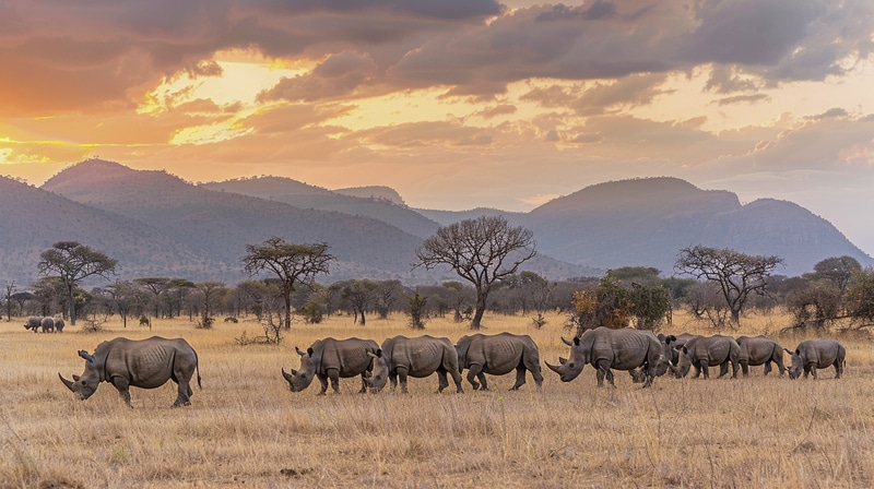 A diversidade de animais africanos