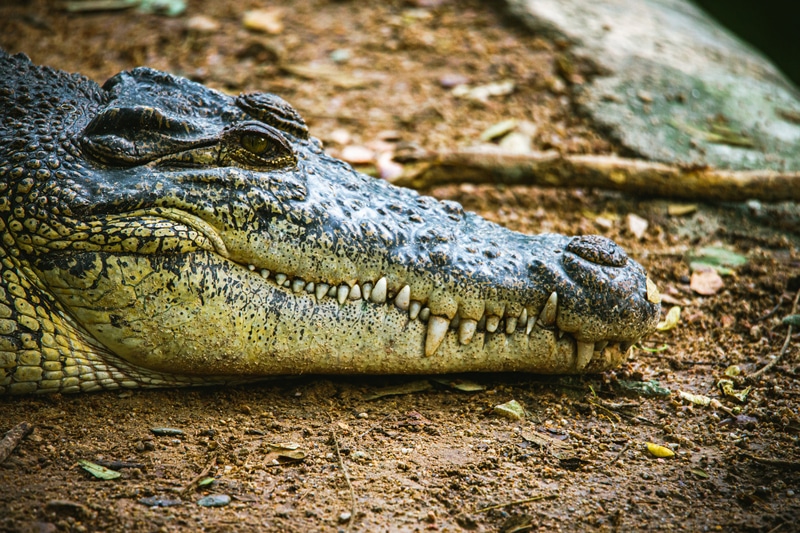A Sobrevivência dos Jacarés em Períodos de Seca