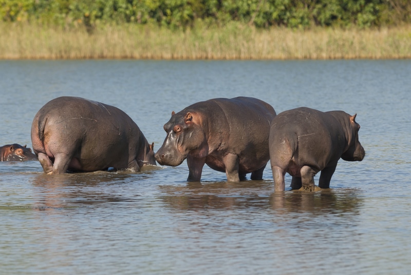 Importância Ecológica dos Hipopótamos