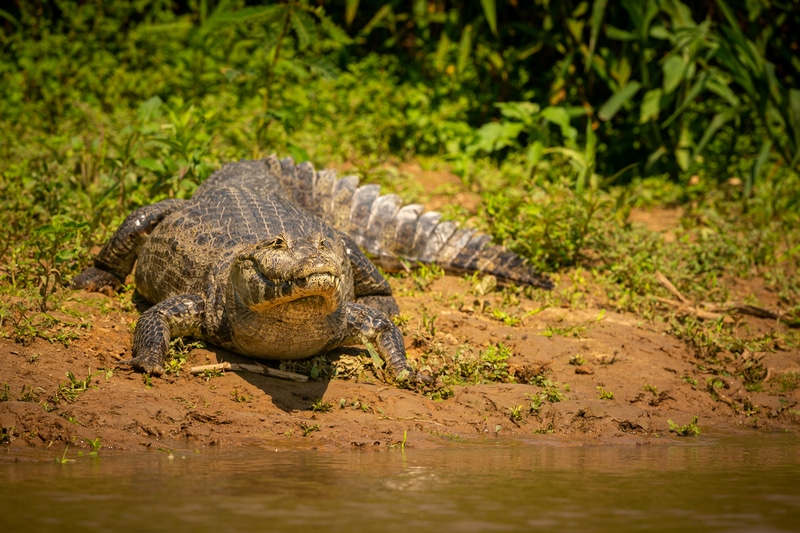 Jacaré-do-pantanal (Caiman yacare)