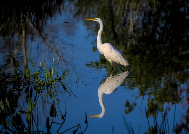 O Tuiuiú como Símbolo do Pantanal